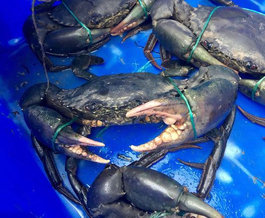 10 Tips for Mud Crabbing around Rainbow Beach