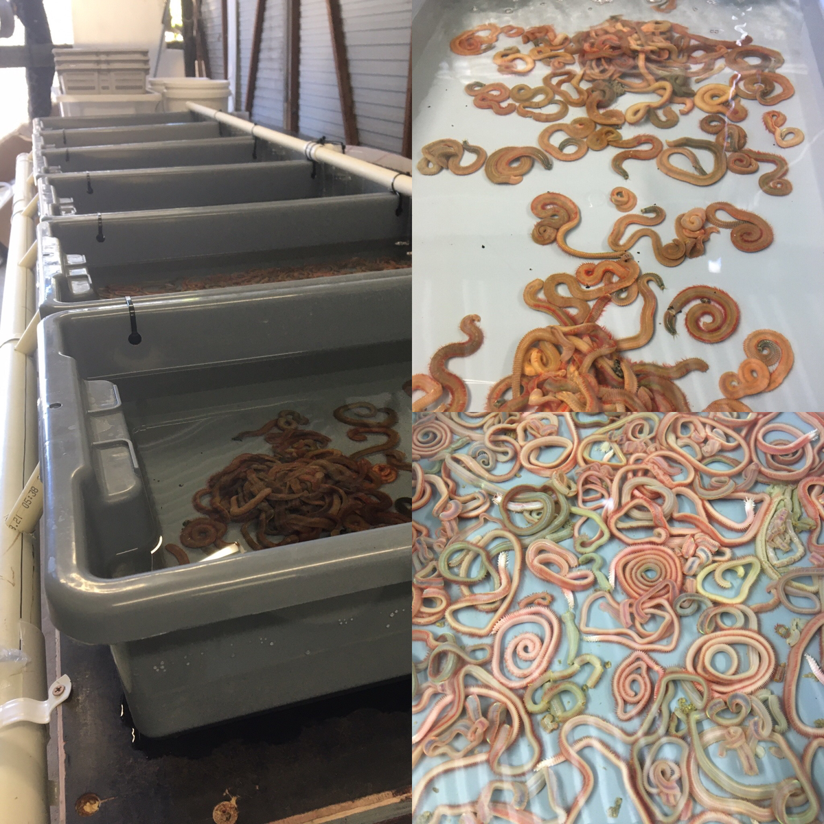 Collage of live worm tanks to left and then closeups of beach and rock worms to the right in store