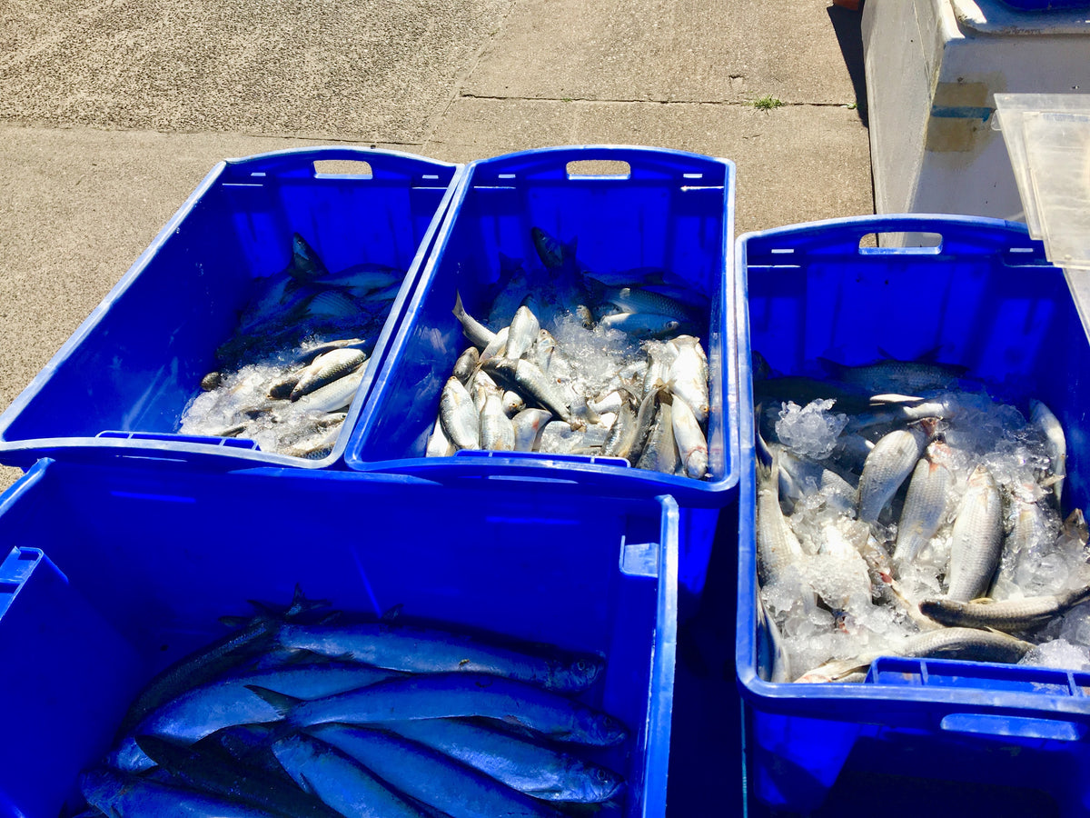 Large containers of fresh sea mullet, wolf herring and flicker mullet on ice caught locally
