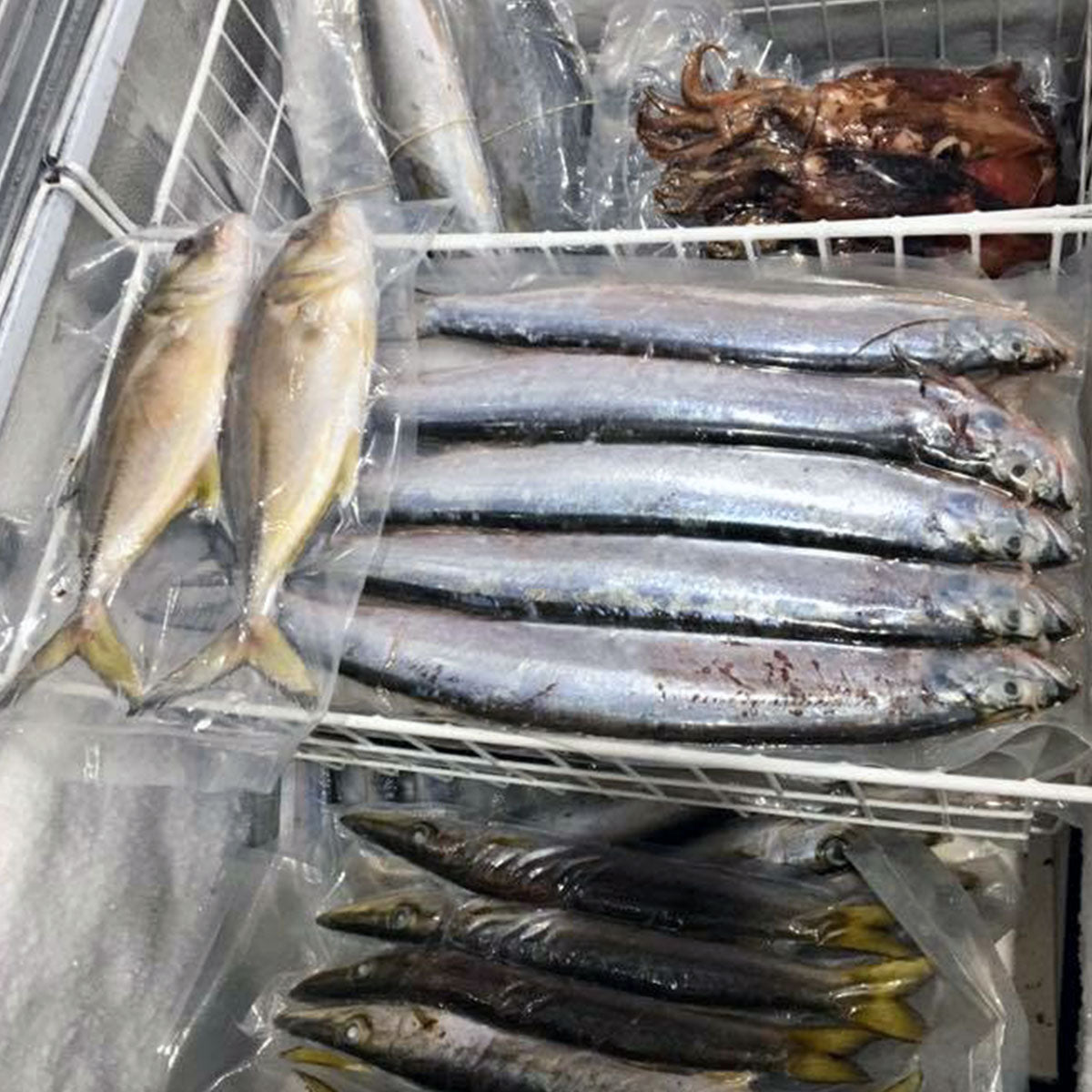 Bait freezer with trevally, wolf herring, pike, mullet and squid all packed in cryovac bags