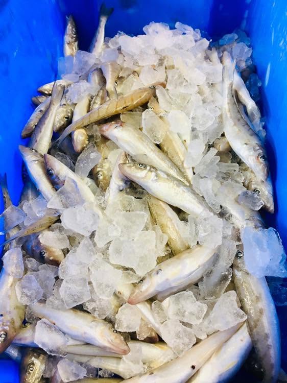 Fresh load of diver whiting caught locally on ice we received ready to sell for bait