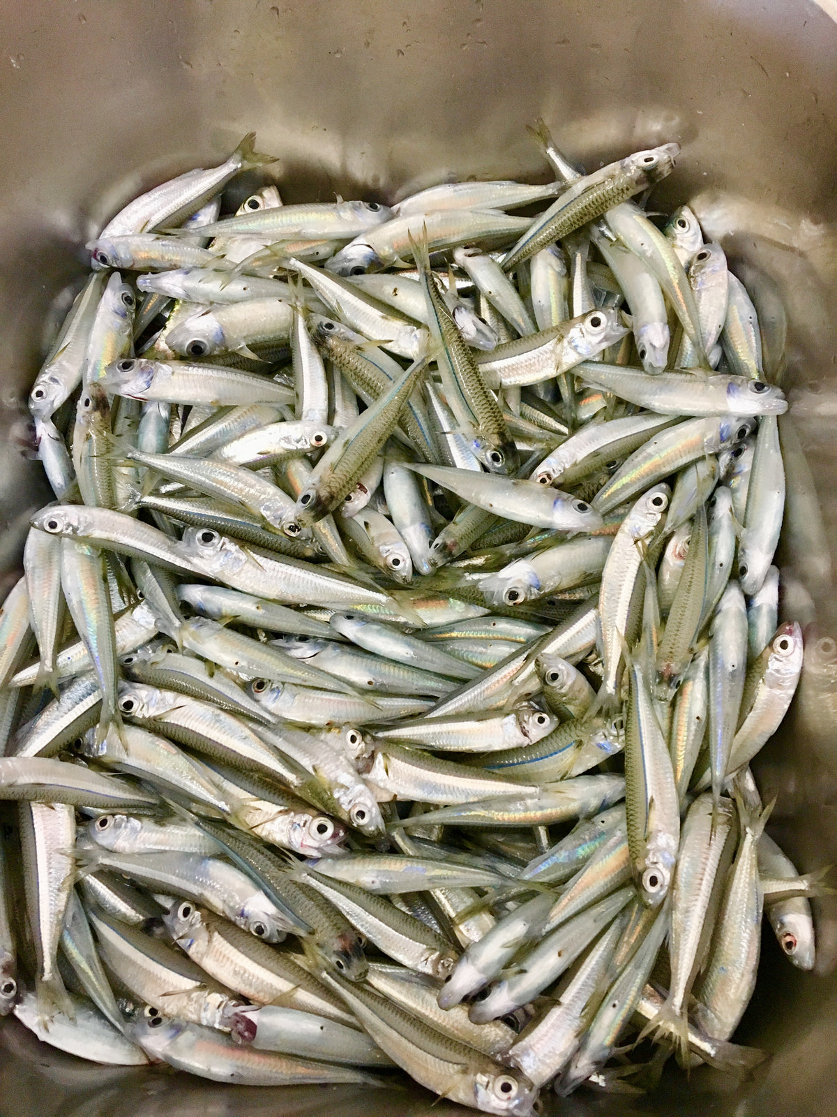 Fresh hardytheads caught in Rainbow beach in tub ready for sale as bait